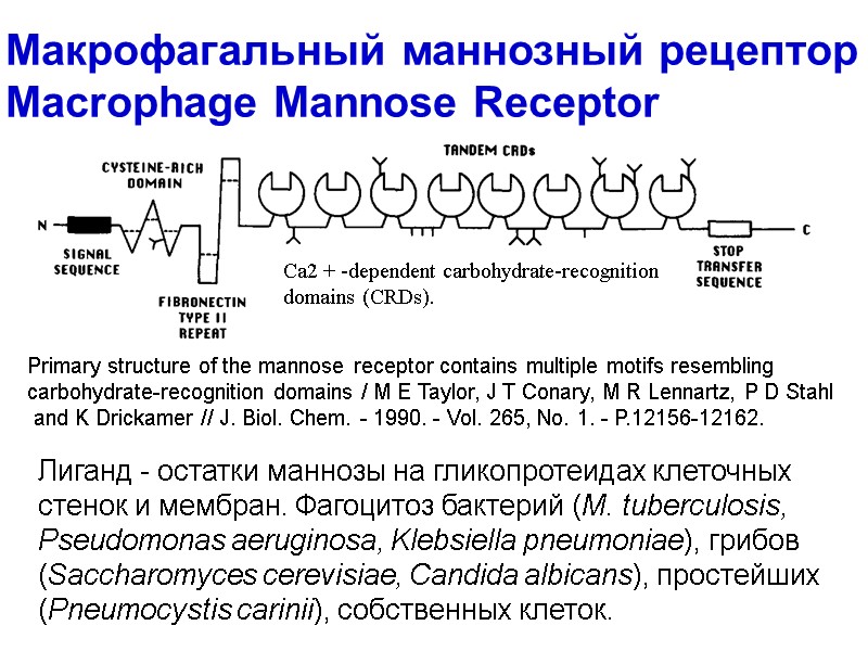 Макрофагальный маннозный рецептор Macrophage Mannose Receptor Са2 + -dependent carbohydrate-recognition domains (CRDs). Лиганд -